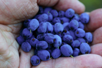 голубичная ладошка