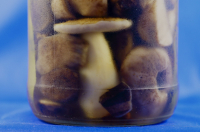 Белый маринованный