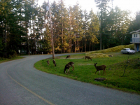 whos dat over there?