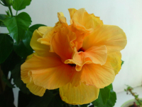 Гибискус (вроде бы)