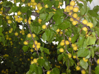 Вспоминая июль....Абрикос в моем саду