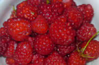 Малина магаданская, гигантская. Угощайтесь!