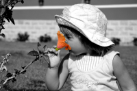 Аленький цветочек