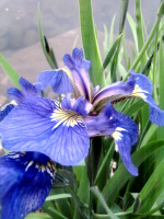Ирис