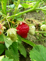 ММММ...клубничка