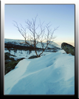 ... и на камнях растут деревья.