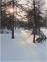 Вечер в лесу