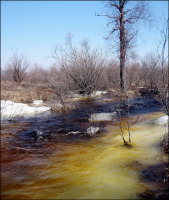 Весенняя протока