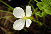 Растет цветок