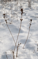 Застывшие в вальсе