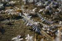 Колючий Иней