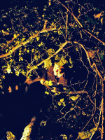 радость осени