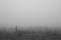 таинственный лес....