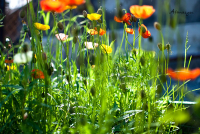 летний микс