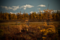 загадочный номер