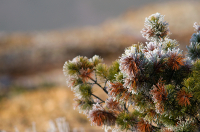 о заморозках....