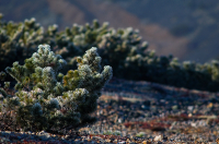 заморозки...