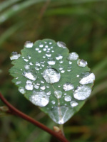 серия:колымская роса