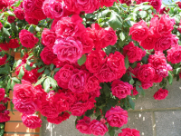 Крымские розы....