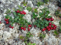 Вспоминая осенние походы в лес....