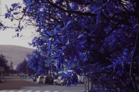 в новом цвете