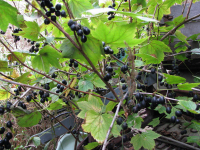 смородинка