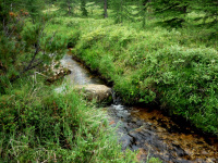 тоже где-то в лесу