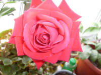 весна на подоконнике