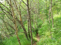 ДНЕВНОЙ СВЕТ