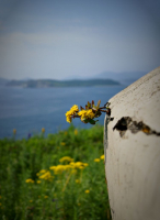 Родом из Камня