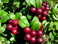 Брусничные гроздья. Здравствуй, ягодная пора!