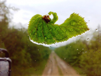 Последний осенний лист на стекле...