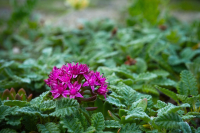 Нежны и сладки их тонкие запахи...