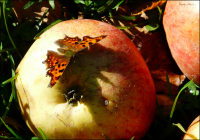 apple butterfly