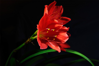 Зефирантес