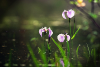 мужской цветок