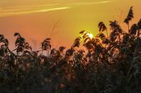 Рождение рассвета в камышах