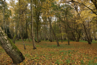 Rauschen - Танцующий лес