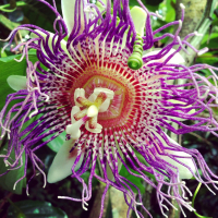 Волшебный цветок...