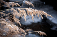 Мягкая стихия