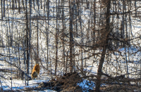 про летающих лисиц