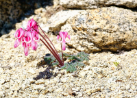 растущая на камнях