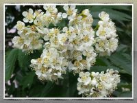 Черемуха зацвела,значит весна