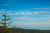 Гуси-лебеди