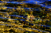 ну давай у листьев спросим