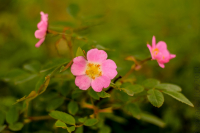 Магаданские розы