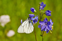 Полевые цветы..