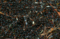 работа кипит