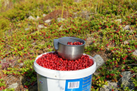 Осенние дары