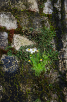 Сила Жизни...